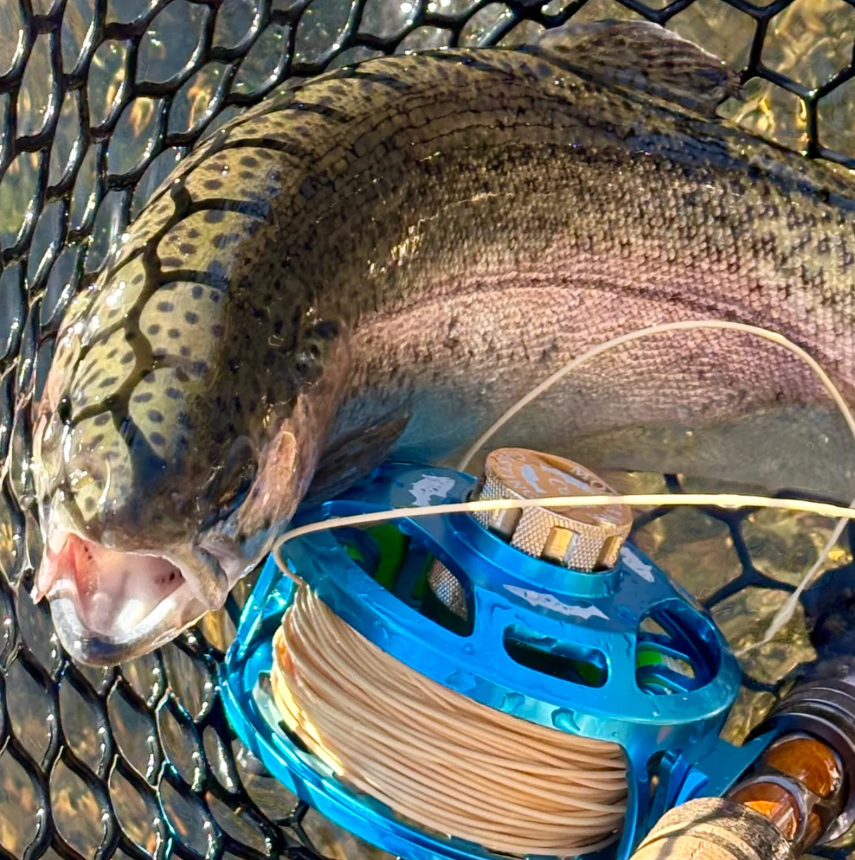 rainbow trout caught using fly fishing reel
