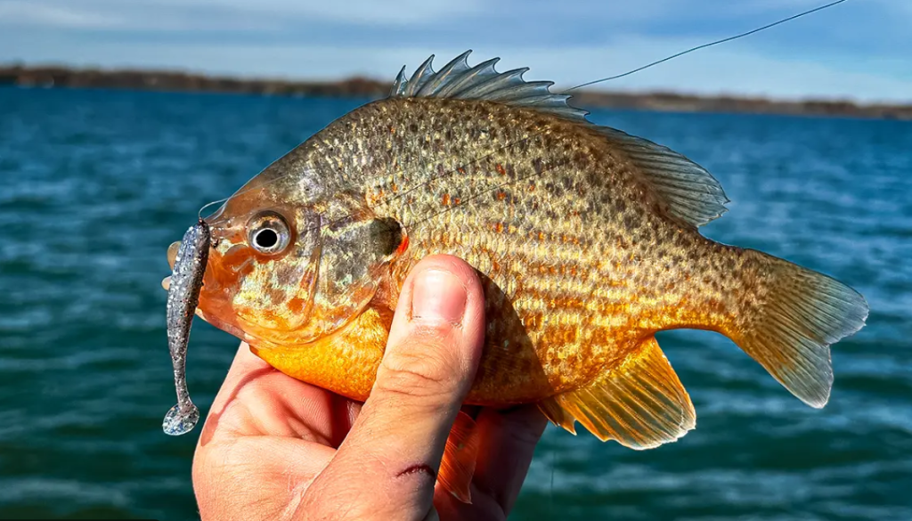 angler holding a freshly caught crappie while fishing on a lake