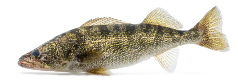 Walleye Fishing Techniques: How to Catch Walleye Successfully