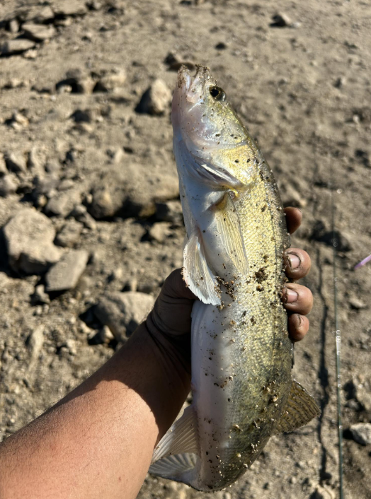 angler holding a freshly caught walleye during freshwater fishing