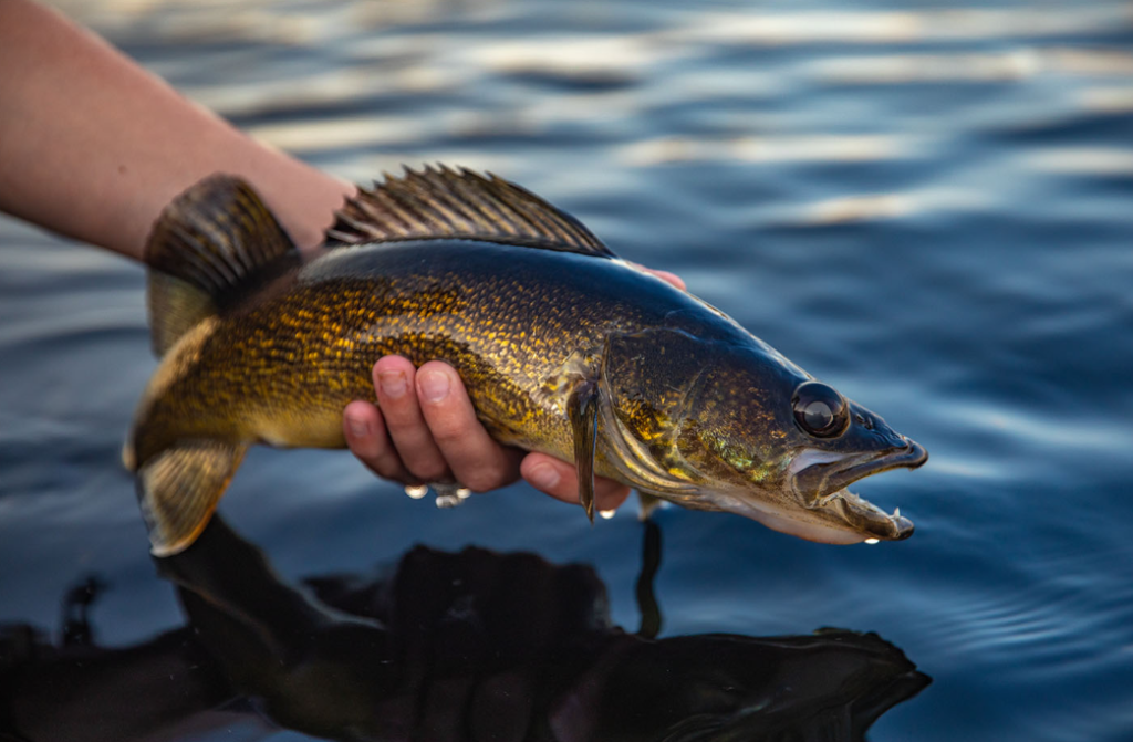 angler fishing for walleye on a freshwater lake at sunrise