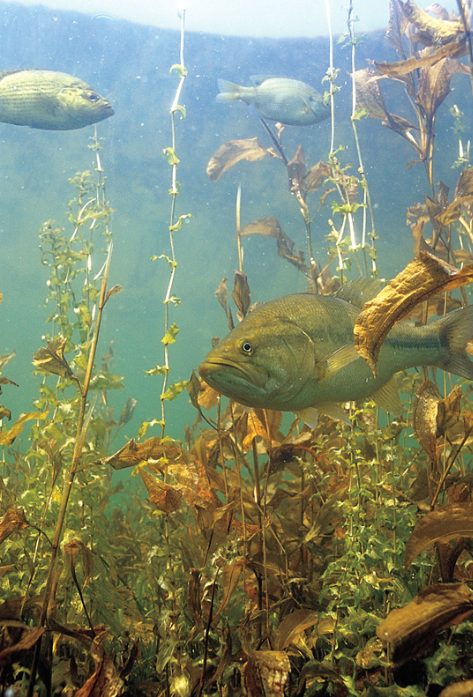 angler casting lure near weed beds in bass fishing lake