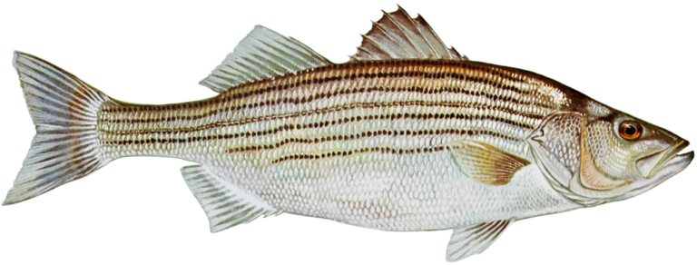 Striper Fishing Techniques: Tips for Catching More Striped Bass