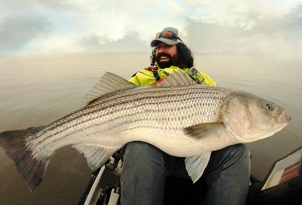 angler holding a freshly caught striped bass