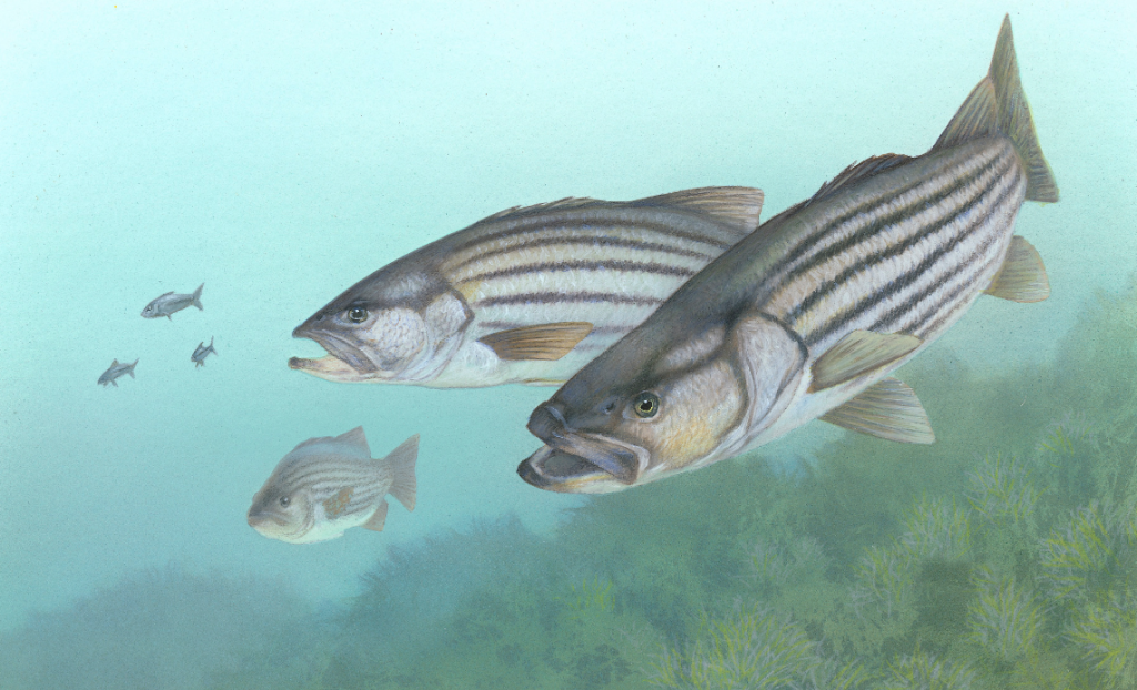 angler fishing for striped bass along coastal shoreline