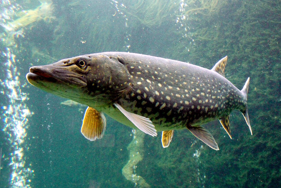 northern pike swimming underwater among lake vegetation