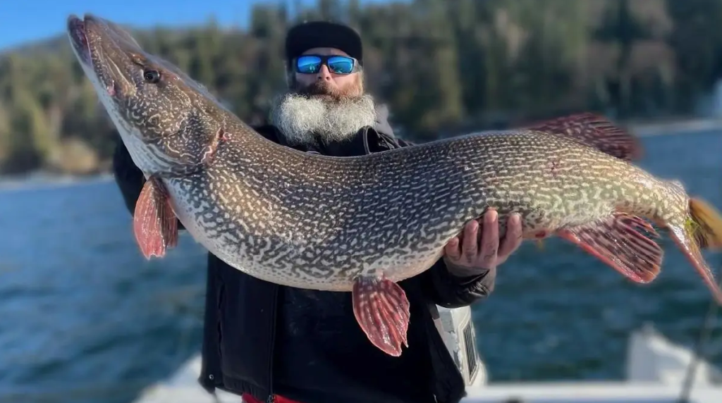 angler holding large northern pike caught while freshwater fishing