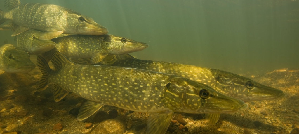 angler casting lure near weed beds in freshwater lake pike habitat
