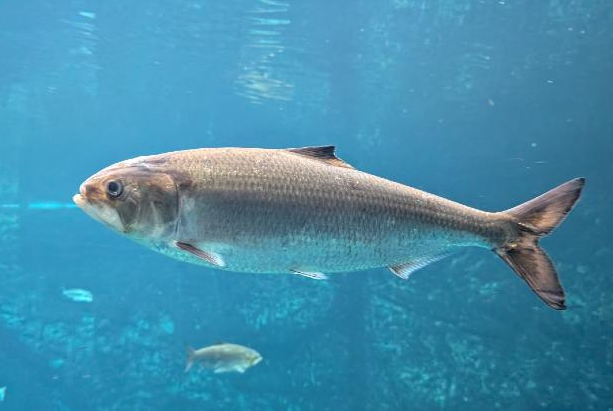 Shad Fishing Techniques: A River Angler’s Guide to Catching Shad
