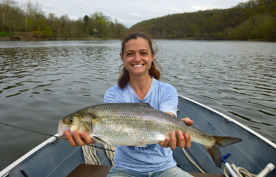 anglers fishing for shad in a river during spring shad run