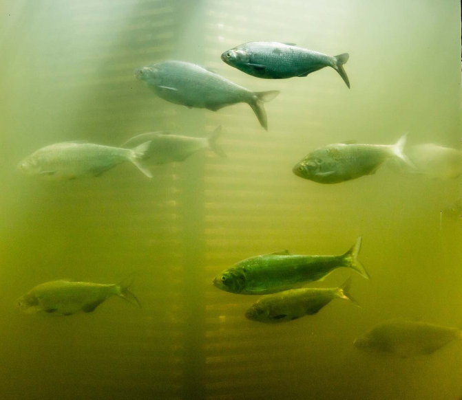 river current seam where anglers target migrating shad