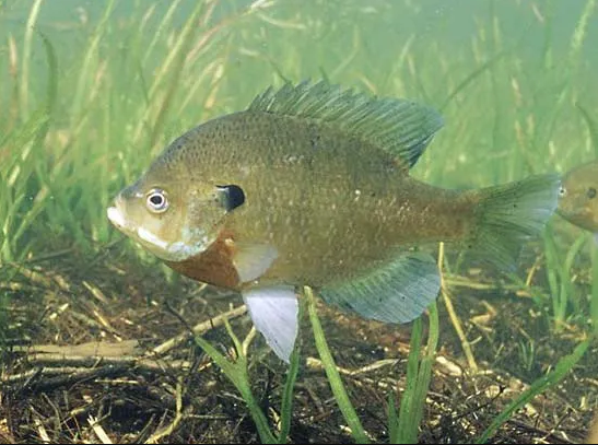 Bluegill Fishing Techniques: How to Catch Bluegill in Lakes and Ponds