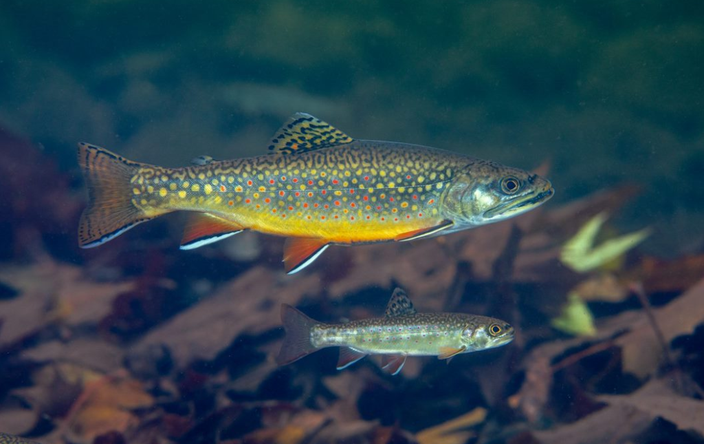trout freshwater fish species rainbow trout brown trout brook trout