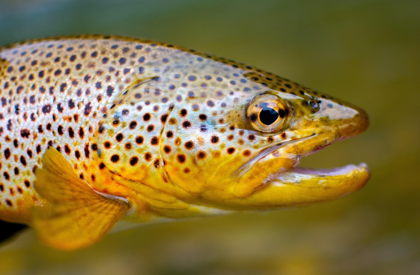 Close‑up of a freshwater trout fish head showing detailed scales and colors