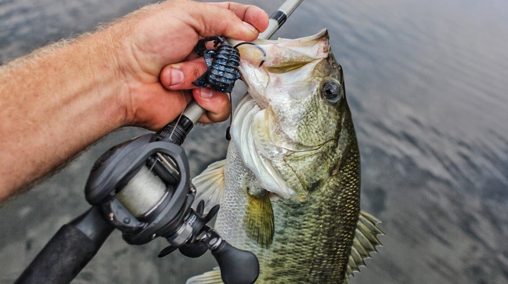 largemouth bass caught using baitcasting reel setup