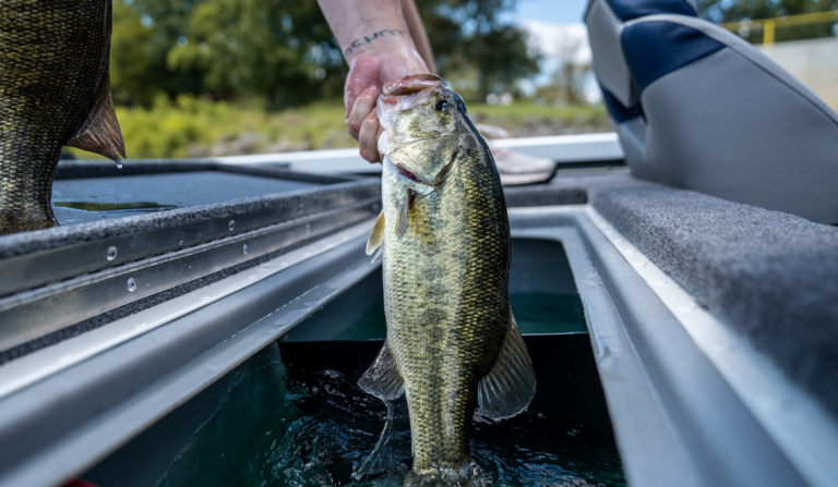 Spring Bass Fishing Tips & Seasonal Strategies