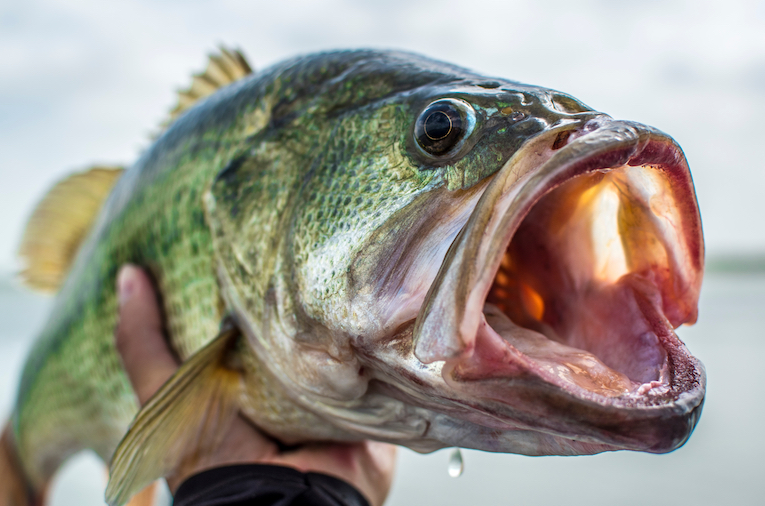 Hand holding a freshly caught bass on a boat deck.