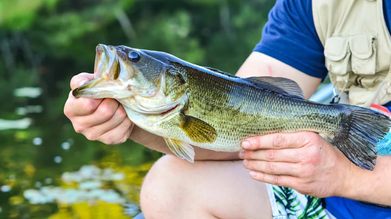 Summer Bass Fishing Guide – Hot Weather Tactics & Tips