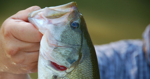 7 Topwater Fishing Tips to Catch More Fish