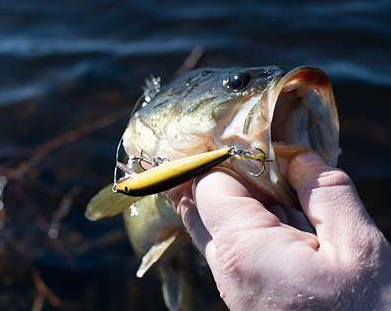 Fishing Techniques: Detect Bites, Cast, Retrieve & Find Fish