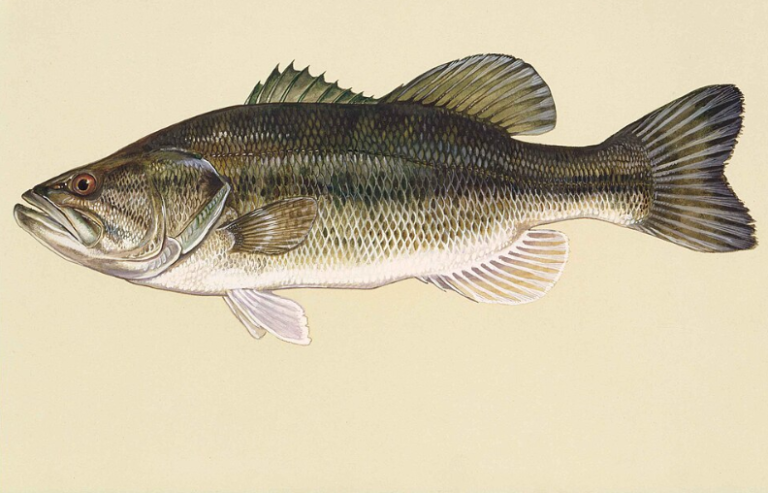 Bass Fishing Techniques: How to Catch Bass Successfully