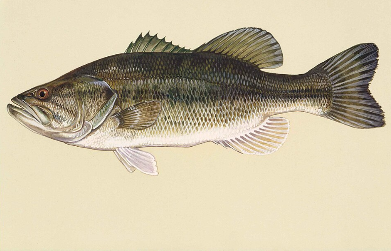 illustration of a largemouth bass freshwater species