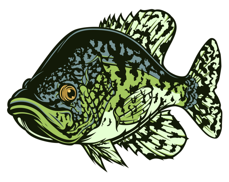 Crappie Fishing Techniques: How to Catch Crappie Successfully