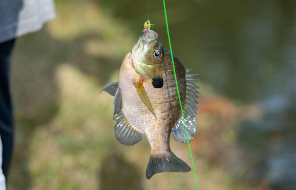 panfish caught using spincast reel fishing setup