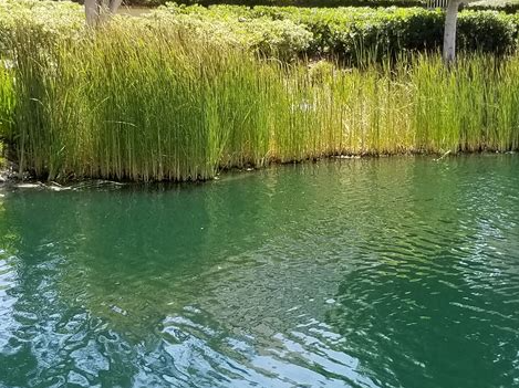 Reeds on the lakeshore beside calm water