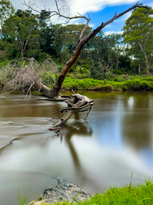 Fallen tree in a river creating a current break and slack water