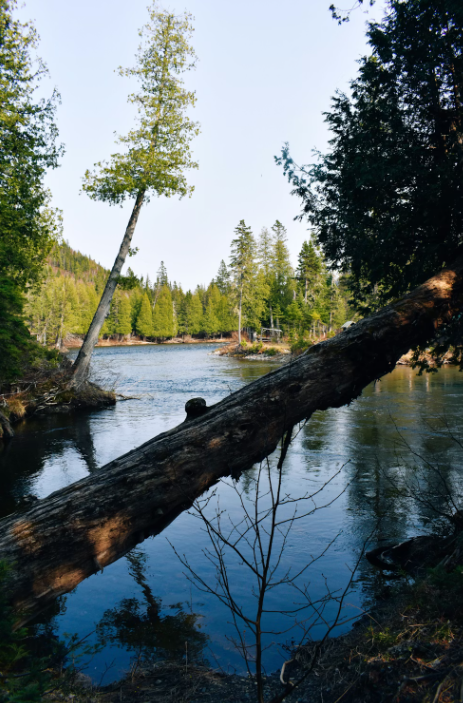 Small river with fallen timber changing the flow near the bank