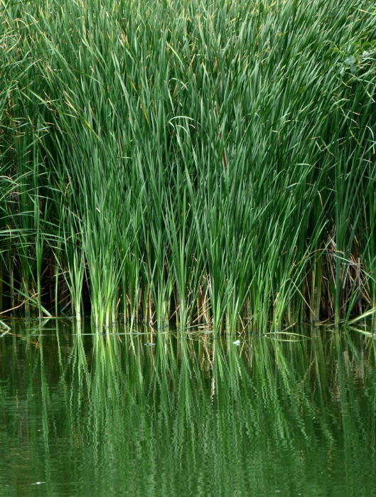 How to Find Fish in a Lake: Best Spots and Tips